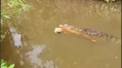 Ya Ampun! Link Video Viral Warga Aceh Tewas Diterkam Buaya Saat Cari Lokan di Sungai