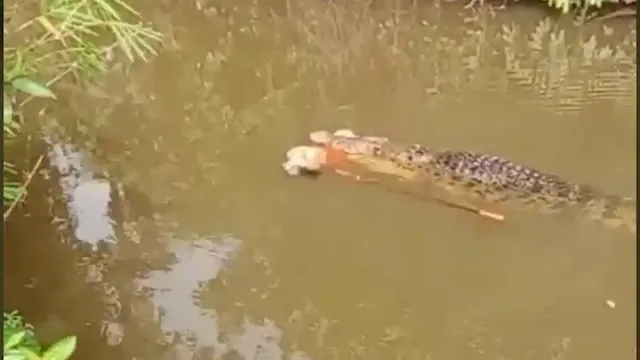 Ya Ampun! Link Video Viral Warga Aceh Tewas Diterkam Buaya Saat Cari Lokan di Sungai