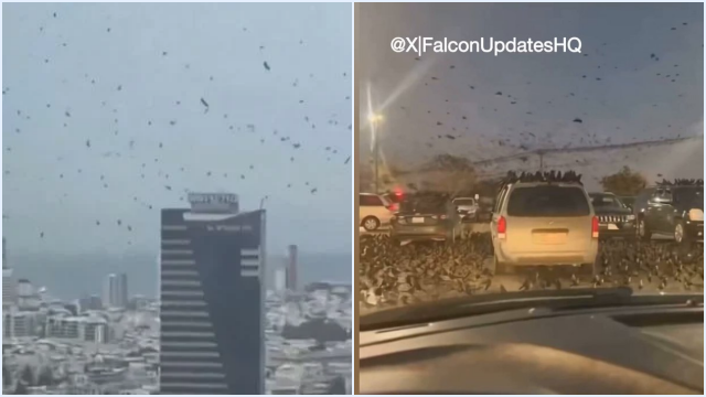 Video! Ribuan Burung Gagak Terbang di Atas Tel Aviv Israel, Picu Ketakutan akan Terjadinya Malapetaka