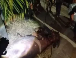 Mengamuk saat Hendak Disembelih, Dua Kerbau di Kudus Jateng  Ditembak Polisi