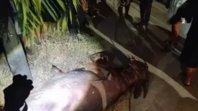 Mengamuk saat Hendak Disembelih, Dua Kerbau di Kudus Jateng Ditembak Polisi