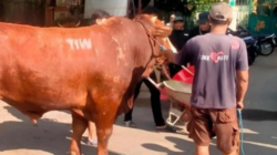 Kepo! Sapi Kurban 1,1 Ton Bertuliskan 'TIW' Dikirim ke Masjid Dekat Rumah Amien Rais