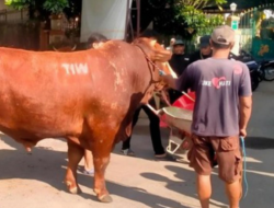 Kepo! Sapi Kurban 1,1 Ton Bertuliskan ‘TIW’ Dikirim ke Masjid Dekat Rumah Amien Rais