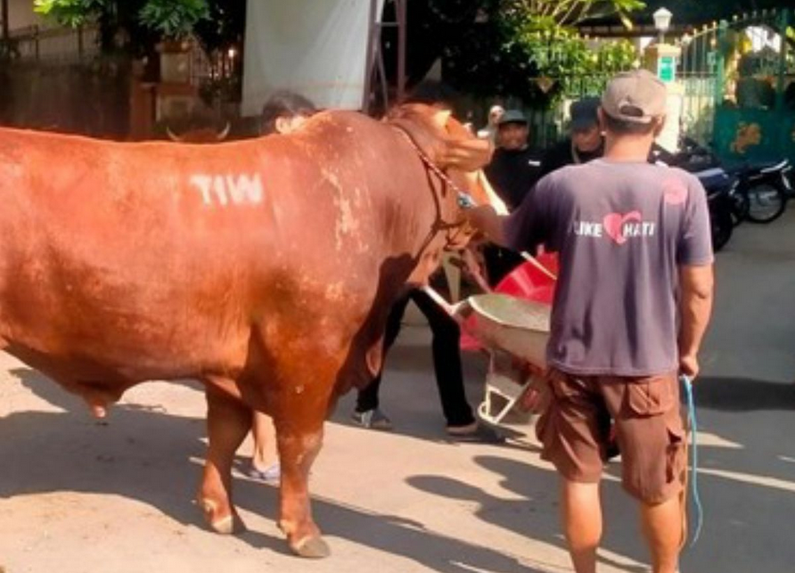 Kepo! Sapi Kurban 1,1 Ton Bertuliskan 'TIW' Dikirim ke Masjid Dekat Rumah Amien Rais
